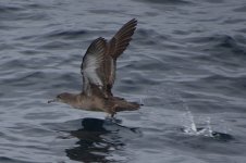 Sooty Shearwater takeoff 2024-05-18.JPG