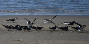 Black Skimmers 2024-05-19.JPG