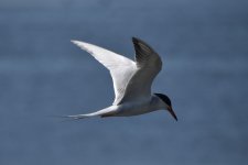 Forester's Tern 2024-05-19.JPG