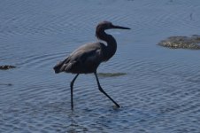 Reddish Egret 2024-05-19.JPG