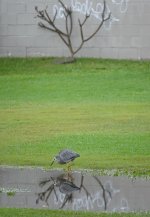 DSC04594 White-faced Heron @ Dee Why  bf.jpg