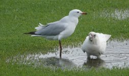 DSC04765 Little Corella  and Silver Gull @ Long Reef bf.jpg