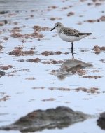 DSC04667 Red-necked Stint @ Long Reef bf.jpg