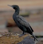 DSC04675 Little Black Cormorant bf.jpg