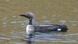 CWT_BlackThroatedDiver1.jpg