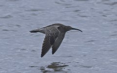 Whimbrel 003.jpg