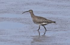 Whimbrel 004.jpg