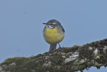 B Grey Wagtail 003.jpg