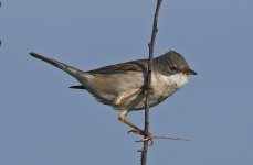 Common Whitethroat 008.jpg