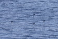 A Manx Shearwater 003.jpg