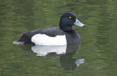 Tufted Duck 007.jpg