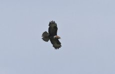 Common Buzzard 003.jpg