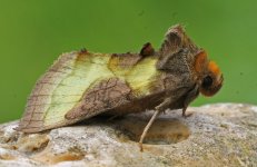 73.012 Burnished Brass (2024.05.22).jpg.jpg