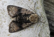 73.036 Alder Moth (2024.05.21).jpg.jpg