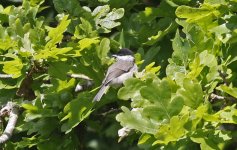 Marsh Tit 005.jpg