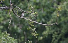 Spotted Flycatcher 001.jpg