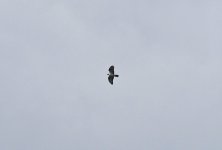 Honey Buzzard 002.jpg