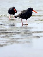 DSC04829 Sooty Oystercatcher @ Long Reef bf.jpg