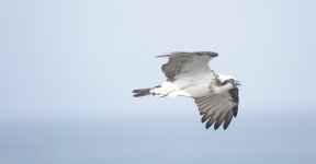 DSC04888 Osprey @ Long Reef bf .jpg