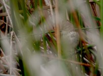 DSC04926 Little Grassbird @ Long Reef bf.jpg