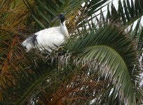 DSC04931 Australian Ibis @ Long Reef bf.jpg