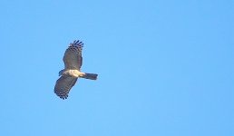 DSC05009 Pacific Baza @ Sailors Bay Creek bf.jpg