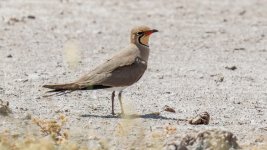 Collared Pratincole Glareola pratincola Kalloni Salt Pans 05-05-24.jpg