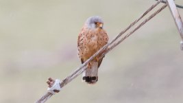 Kestrel  Lesser kestrel Falco naumanni Sigri 04-05-24.jpg