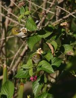 DSC05048 Silvereyes @ Northbridge Golf Course bf.jpg