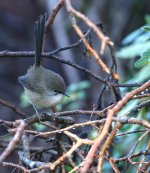 DSC05090 Variegated Fairywren @ Northbridge GC bf.jpg