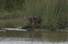 Mandarin Duck 02.jpg