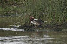 Mandarin Duck 03.jpg