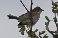 Whitethroat 031.jpg