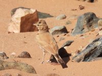 Bar-tailed Lark Erg Chebi 150524  (3).JPG