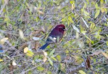 Vinaceous Rosefinch 2 Land's End Trail  Nainital India.jpg