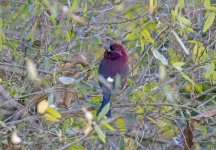 Vinaceous Rosefinch 3 Land's End Trail  Nainital India.jpg