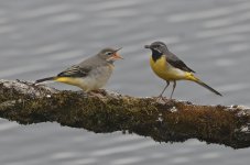 Grey Wagtail 004.jpg