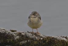 Grey Wagtail 008.jpg