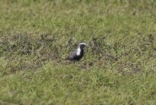 American Golden Plover 003.jpg