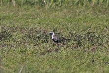 American Golden Plover 004.jpg