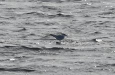 Gull-billed Tern 003.jpg