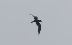 Gull-billed Tern 005.jpg