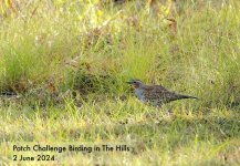 DSC05103 Spotted Quail Thrush @ Sackville bf.jpg