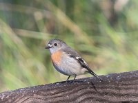 IMG_2241 Scarlet Robin @ The Hills bf.JPG