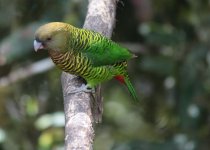 tiger parrot m.jpg