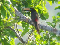 Lettered Aracari.JPG