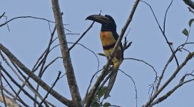 Collared Aracari 004.jpg