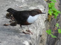 dipper202415.JPG