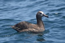 Black-footed Albatross 2024-07-06 a.JPG