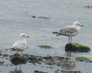 Odd Herring Gull, sub-ad, S Landing, Flamborough, 11 Jul 24.jpg